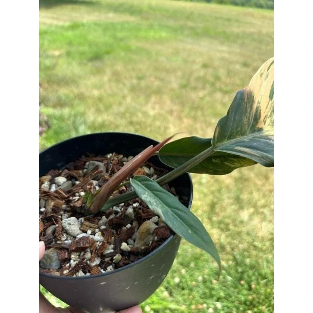 Philodendron Caramel Marble Variegated  Exact Live Rooted Plant - US Seller - C1